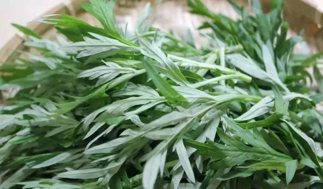 艾叶、艾条、艾灰都是宝,但很多人用错,非常全用的艾清单来咯 艾友圈 昨天  “艾”的这一生,从艾叶到艾条再到艾灰,全都是宝,但都有哪些好处、哪些隐藏用法呢?这篇文章,值得推荐给身边爱(图2) 艾叶、艾条、艾灰都是宝,但很多人用错,非常全用的艾清单来咯 艾友圈 昨天  “艾”的这一生,从艾叶到艾条再到艾灰,全都是宝,但都有哪些好处、哪些隐藏用法呢?这篇文章,值得推荐给身边爱(图2)